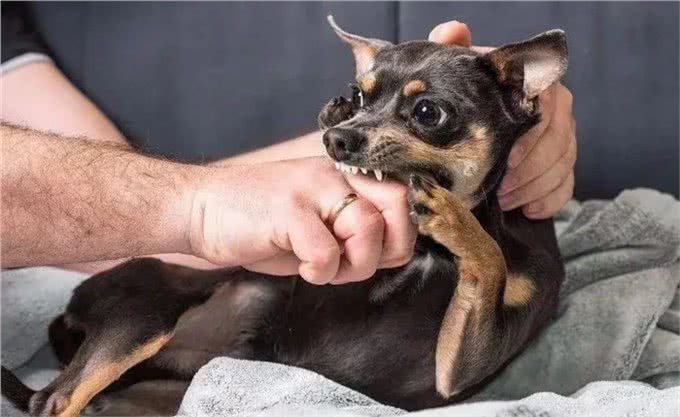 遇到恶犬怎么应对?内蒙古牧民教你如何保护自己