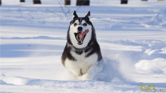 阿拉斯加雪橇犬vs西伯利亚哈士奇，谁才是真正的东北虎克星呢?