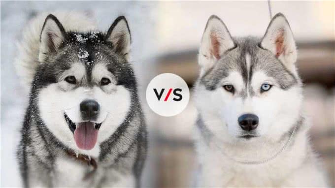 阿拉斯加雪橇犬vs西伯利亚哈士奇，谁才是真正的东北虎克星呢?