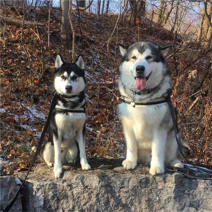 阿拉斯加雪橇犬vs西伯利亚哈士奇，谁才是真正的东北虎克星呢?