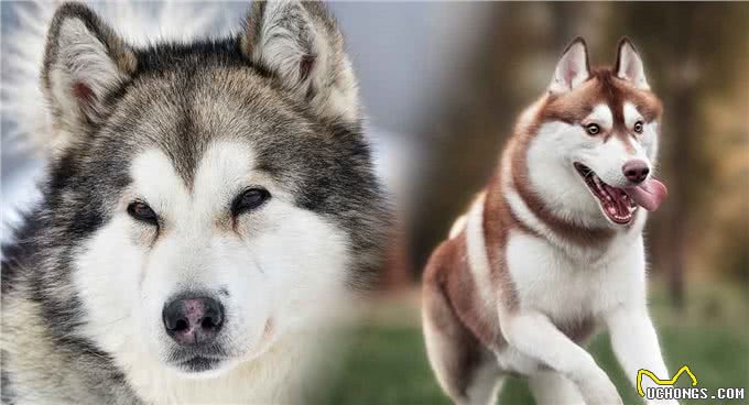 阿拉斯加雪橇犬vs西伯利亚哈士奇，谁才是真正的东北虎克星呢?
