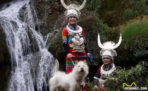 为什么中国本土犬地位那么低，我们的龙犬真的那么差吗?