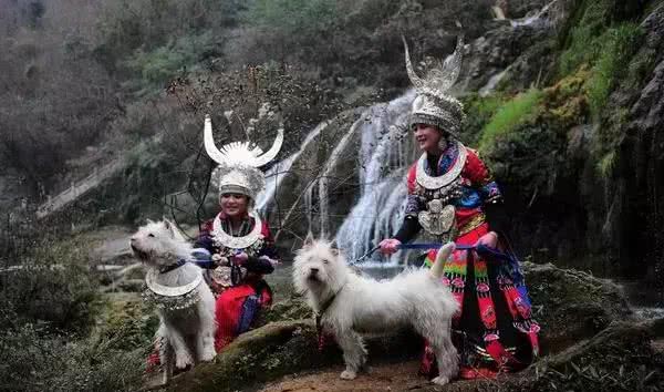 为什么中国本土犬地位那么低，我们的龙犬真的那么差吗?