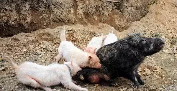 为什么中国本土犬地位那么低，我们的龙犬真的那么差吗?