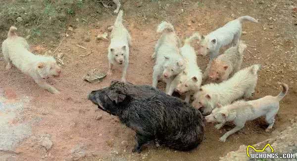 为什么中国本土犬地位那么低，我们的龙犬真的那么差吗?