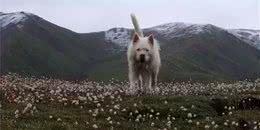 为什么中国本土犬地位那么低，我们的龙犬真的那么差吗?