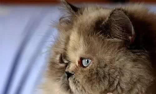 波斯猫养护知识及如何挑选波斯猫，不能错过!
