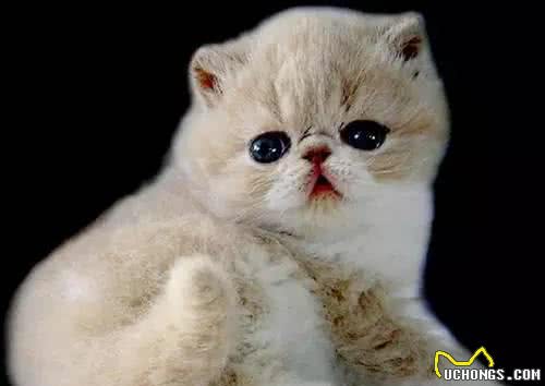 波斯猫养护知识及如何挑选波斯猫，不能错过!