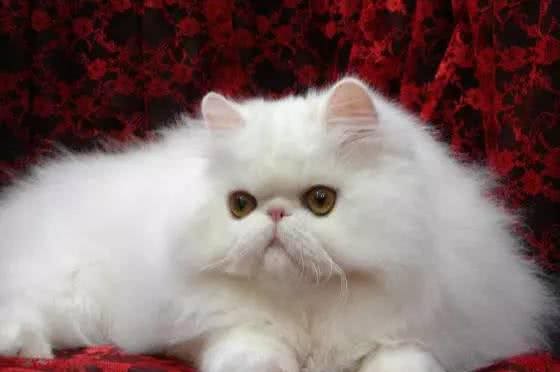波斯猫养护知识及如何挑选波斯猫，不能错过!