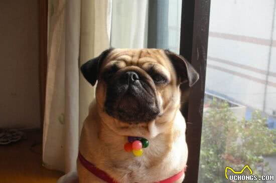 蠢萌的巴哥犬，活泼滑稽的样子，总能给主人带来快乐