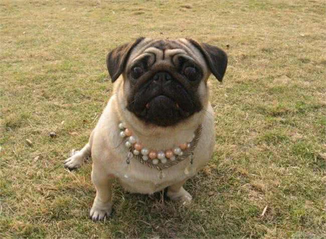 蠢萌的巴哥犬，活泼滑稽的样子，总能给主人带来快乐