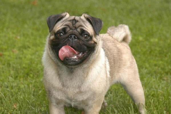 蠢萌的巴哥犬，活泼滑稽的样子，总能给主人带来快乐