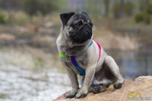 蠢萌的巴哥犬，活泼滑稽的样子，总能给主人带来快乐