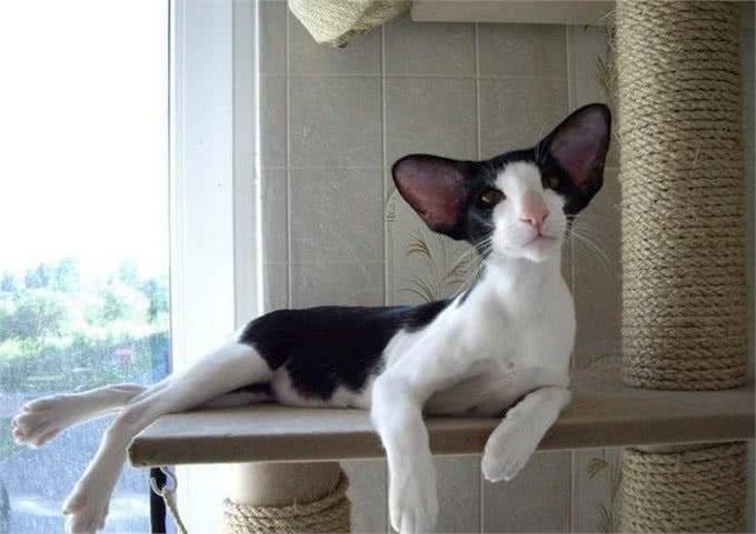 每日一读：猫咪品种—东方短毛猫