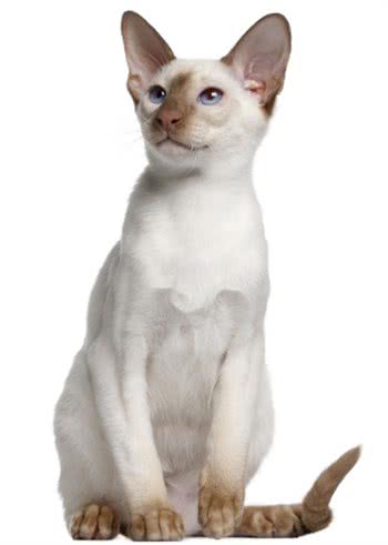 每日一读：猫咪品种—东方短毛猫