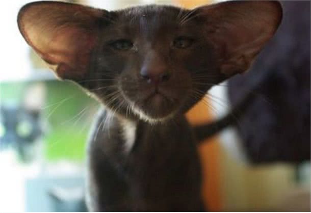 每日一读：猫咪品种—东方短毛猫