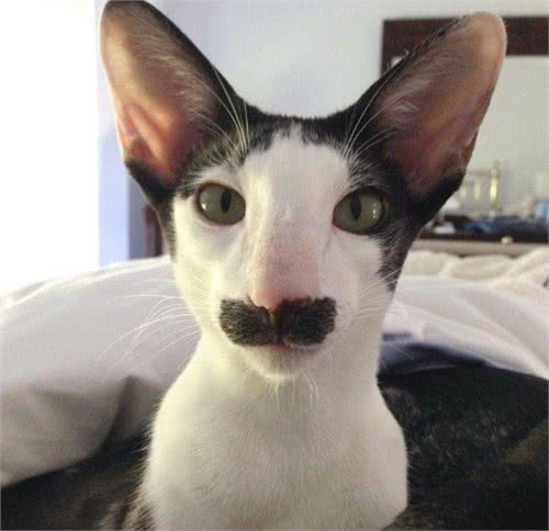 每日一读：猫咪品种—东方短毛猫