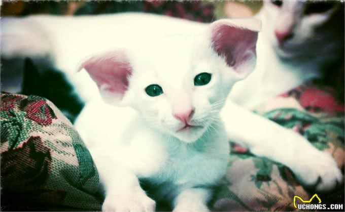 每日一读：猫咪品种—东方短毛猫