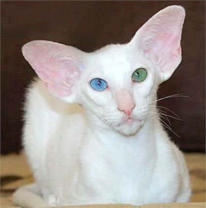 每日一读：猫咪品种—东方短毛猫