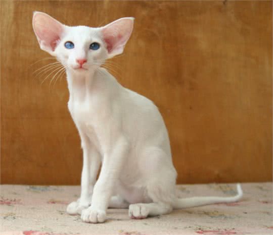 每日一读：猫咪品种—东方短毛猫