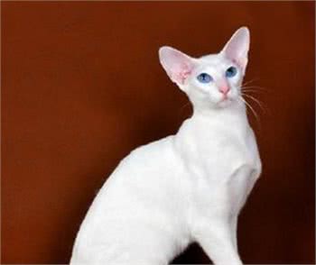 每日一读：猫咪品种—东方短毛猫