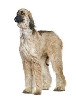 宠物狗系列之阿富汗猎犬