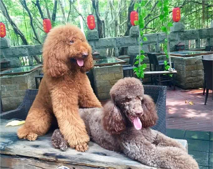 巨型贵宾犬找老婆难，当了5年小处男终于过上了第一个情人节