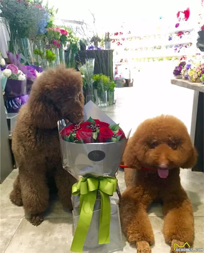 巨型贵宾犬找老婆难，当了5年小处男终于过上了第一个情人节