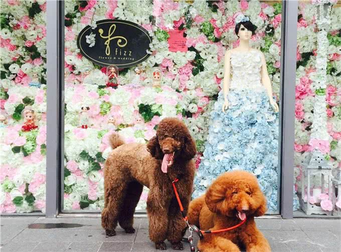 巨型贵宾犬找老婆难，当了5年小处男终于过上了第一个情人节