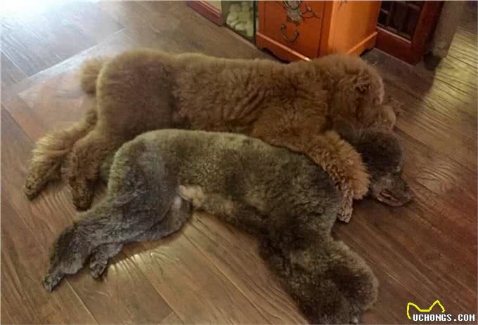 巨型贵宾犬找老婆难，当了5年小处男终于过上了第一个情人节