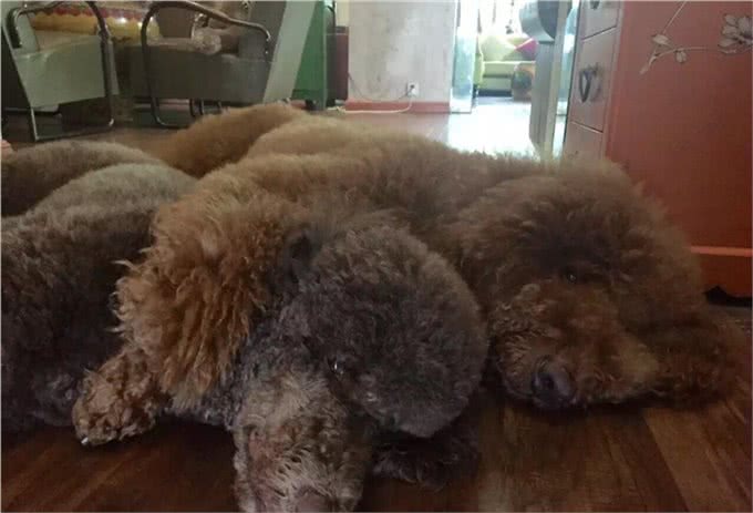 巨型贵宾犬找老婆难，当了5年小处男终于过上了第一个情人节