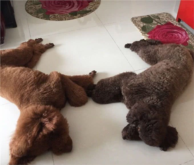 巨型贵宾犬找老婆难，当了5年小处男终于过上了第一个情人节
