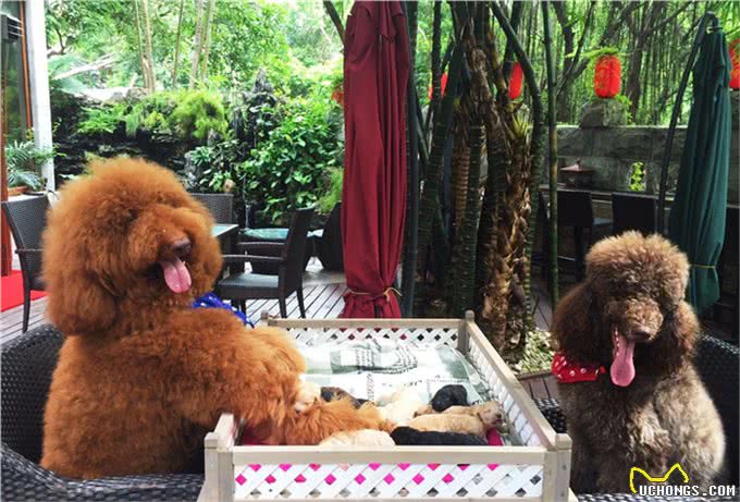 巨型贵宾犬找老婆难，当了5年小处男终于过上了第一个情人节
