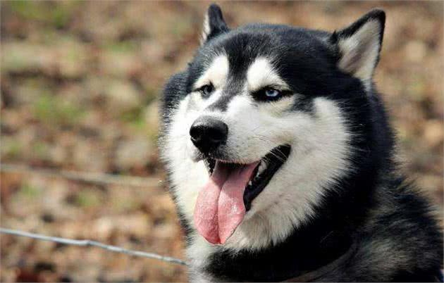 11个养狗冷知识，看到就赚到了