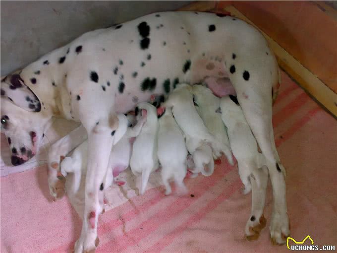 11个养狗冷知识，看到就赚到了