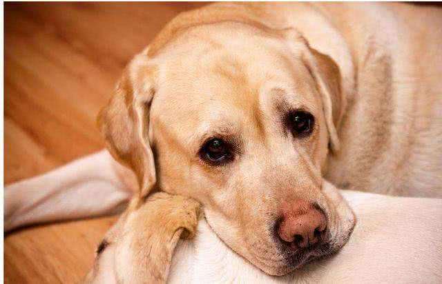 11个养狗冷知识，看到就赚到了