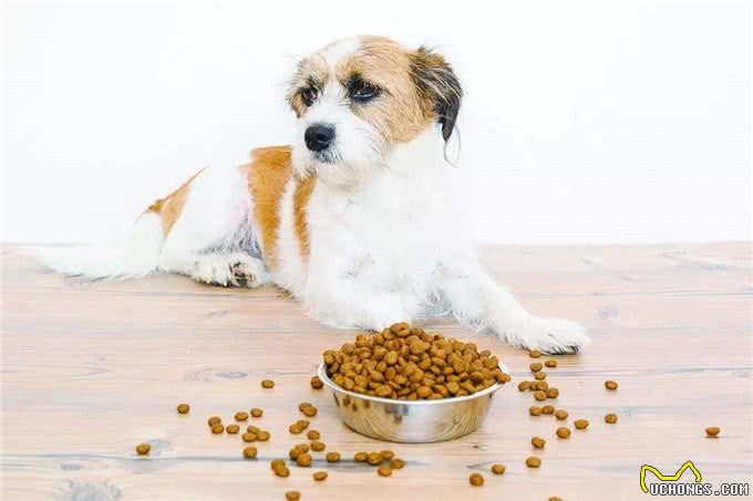 11个养狗冷知识，看到就赚到了