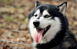 11个养狗冷知识，看到就赚到了