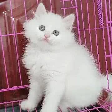 人见人爱的山东狮子猫