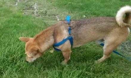 掌握这些方法，制止你家爱犬随地捡食并不难
