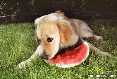 掌握这些方法，制止你家爱犬随地捡食并不难