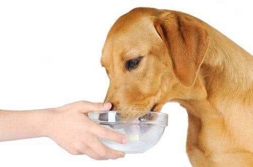 掌握这些方法，制止你家爱犬随地捡食并不难