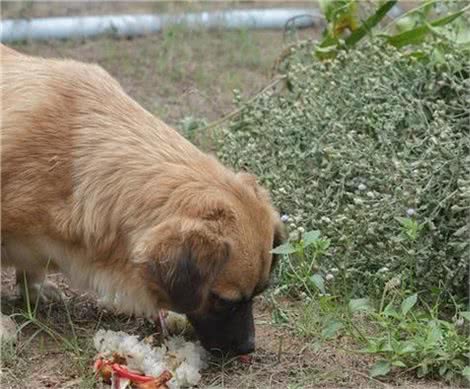 掌握这些方法，制止你家爱犬随地捡食并不难