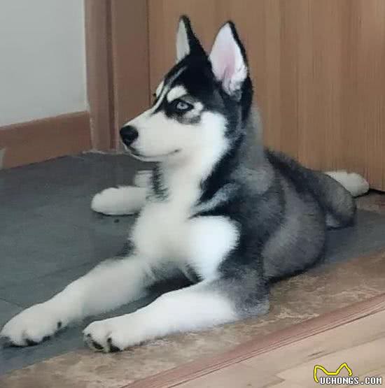 掌握这些方法，制止你家爱犬随地捡食并不难