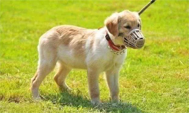 掌握这些方法，制止你家爱犬随地捡食并不难