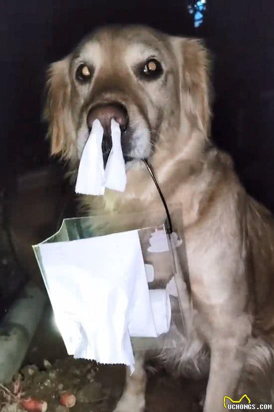 乖巧狗狗热爱捡瓶子，这天傍晚独自在草地溜达，意外发现一部手机