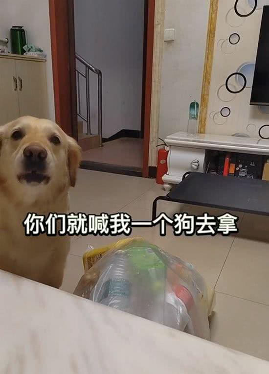 乖巧狗狗热爱捡瓶子，这天傍晚独自在草地溜达，意外发现一部手机