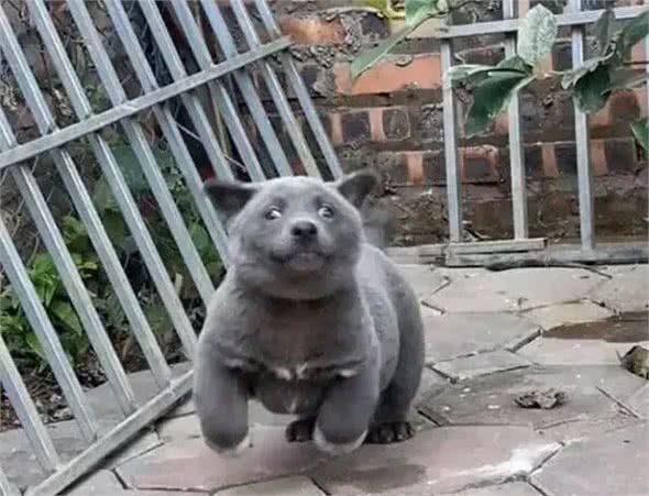 越南出现一只像猫的土狗，表情多得像二哈，嘚瑟样子反而迷倒众人