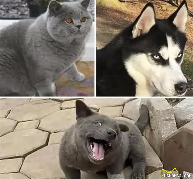 越南出现一只像猫的土狗，表情多得像二哈，嘚瑟样子反而迷倒众人