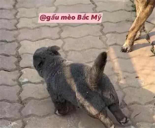 越南出现一只像猫的土狗，表情多得像二哈，嘚瑟样子反而迷倒众人